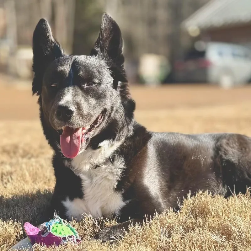 Sophie: Toy Stasher With