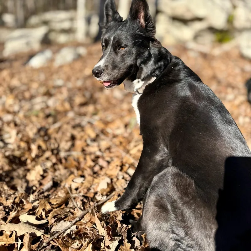 Sophie: Toy Stasher With thumbnail 5