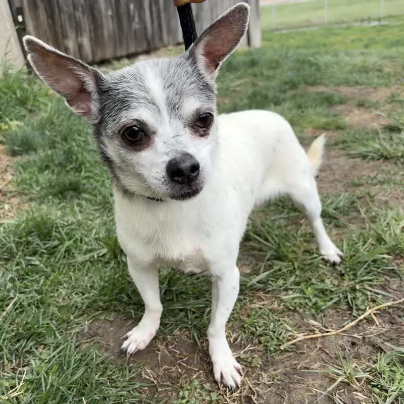 A senior small-sized female White / Cream Chihuahua dog named Hershey for adoption in St Joseph, MO