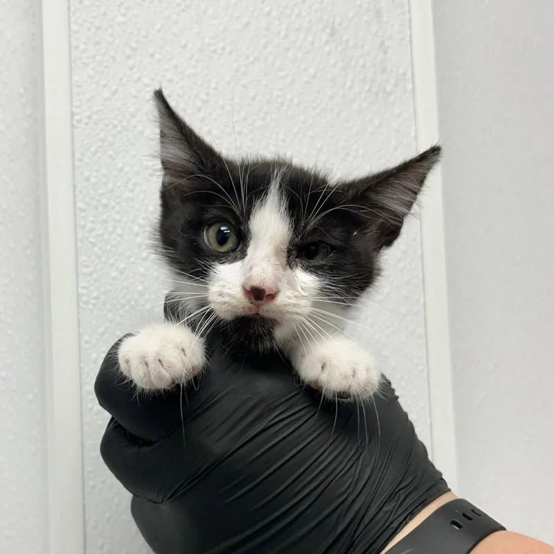 A baby small-sized female Domestic Medium Hair cat named Pollo for adoption in Abilene, TX