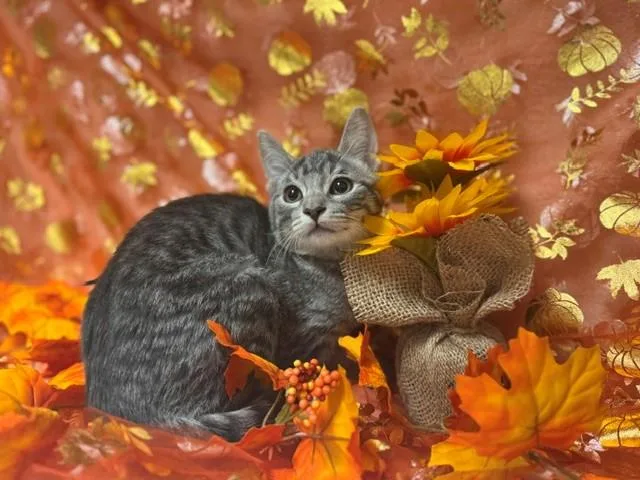 A baby small-sized female Domestic Short Hair cat named Veronica for adoption in Fairfield, CA