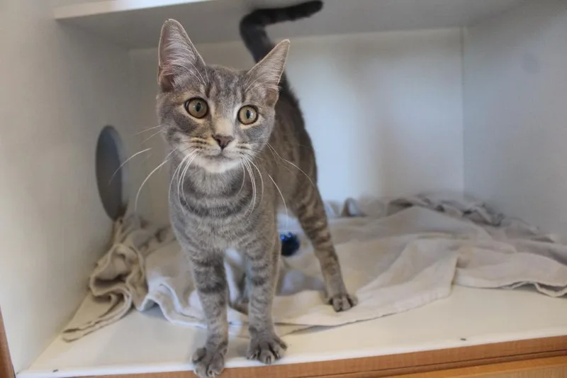 A young medium-sized female Tabby (Gray / Blue / Silver) Domestic Short Hair cat named Big Gulp for adoption in Chestertown, MD