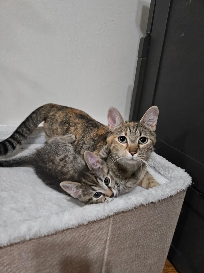 An adult medium-sized female Domestic Short Hair cat named Sadie for adoption in Pittsburgh, PA