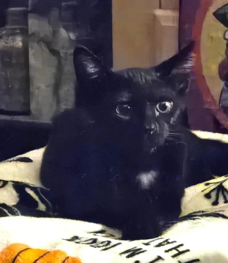 A baby small-sized male Black Domestic Short Hair cat named Sebastian Smooshies for adoption in Chandler, AZ