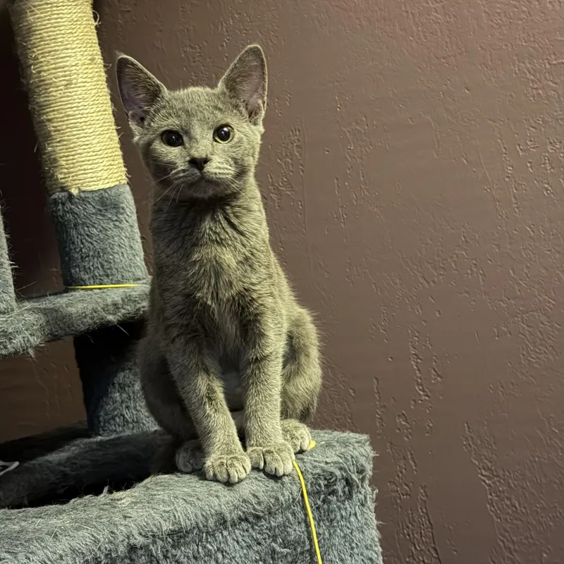 A baby small-sized female Gray / Blue / Silver Domestic Short Hair cat named Dobby for adoption in Hartville, OH