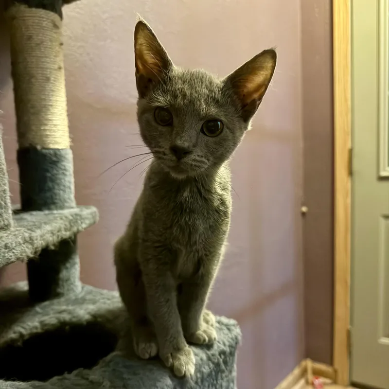 Dobby thumbnail 3