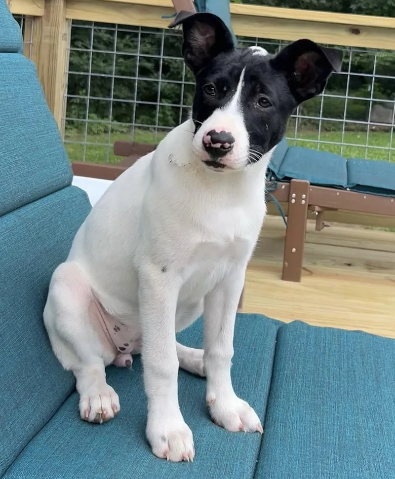 Pippa