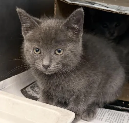 A baby small-sized male Domestic Short Hair cat named Laray for adoption in Los Angeles, CA