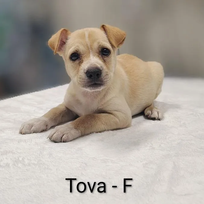 A baby medium-sized female Yellow / Tan / Blond / Fawn Pit Bull Terrier dog named Tova for adoption in Griswold, CT