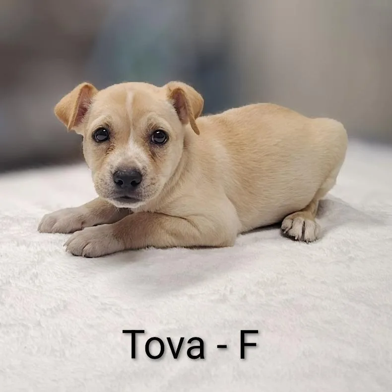Tova thumbnail 2