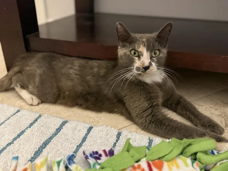 A young medium-sized female Buff / Tan / Fawn Domestic Short Hair cat named Willow Sage for adoption in Dallas, TX