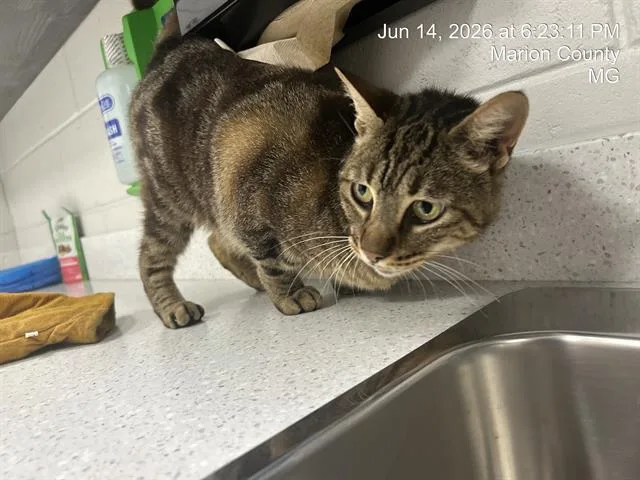 An adult small-sized female Domestic Short Hair cat named Rockie for adoption in Ocala, FL