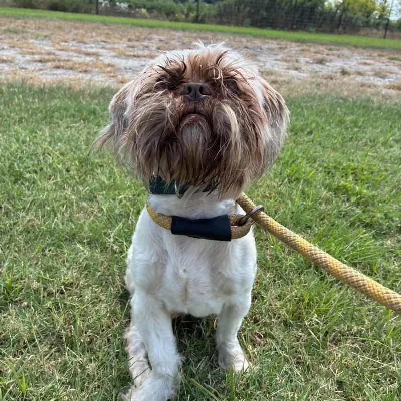 Walter SSP