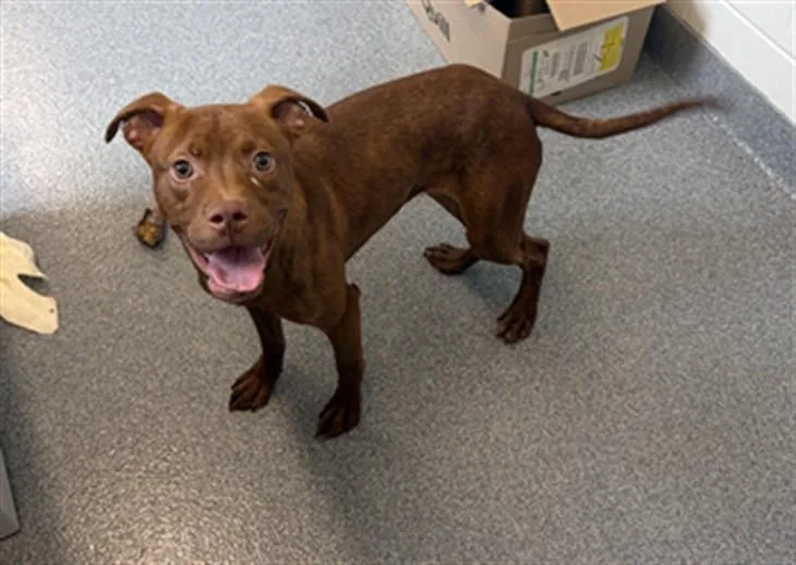 A young small-sized female Pit Bull Terrier dog named Smuckers for adoption in Toledo, OH