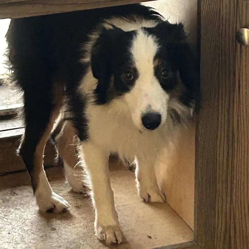 An adult medium-sized male Black Australian Shepherd dog named Canyon for adoption in Rockville, MD