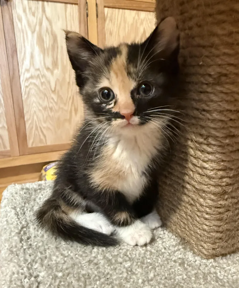 A baby small-sized female Calico Domestic Short Hair cat named Snapdragon for adoption in Buena Vista, VA