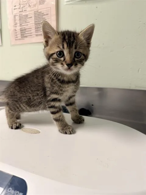 A baby small-sized male Domestic Short Hair cat named Steve for adoption in Santa Cruz, CA