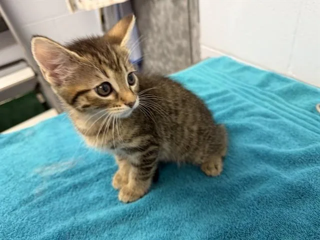 A baby small-sized female Domestic Short Hair cat named Eonelle for adoption in Ames, IA