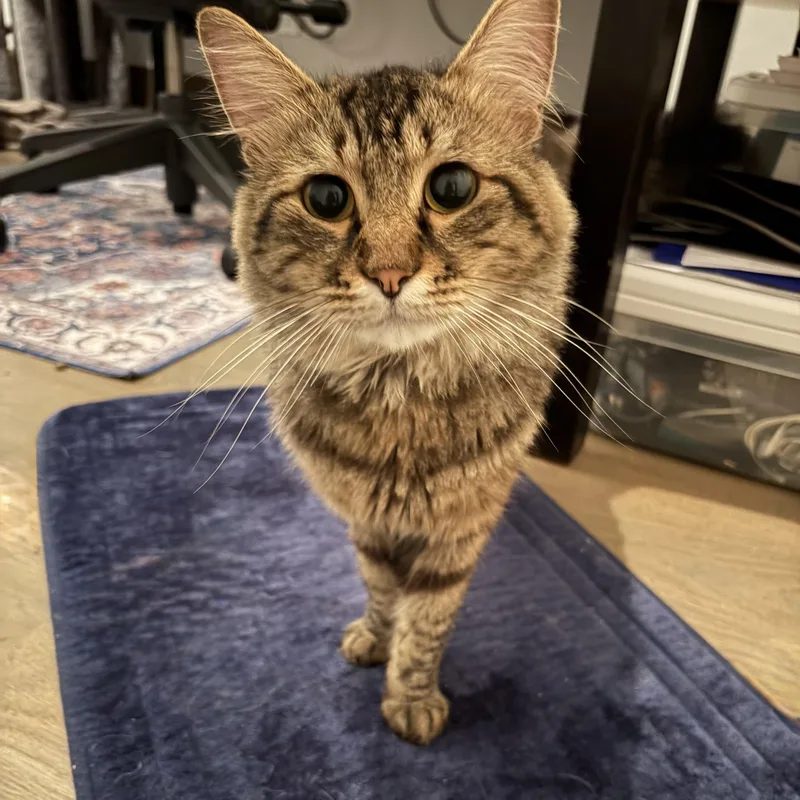 A young medium-sized male Domestic Medium Hair cat named Colin for adoption in Norwalk, CT
