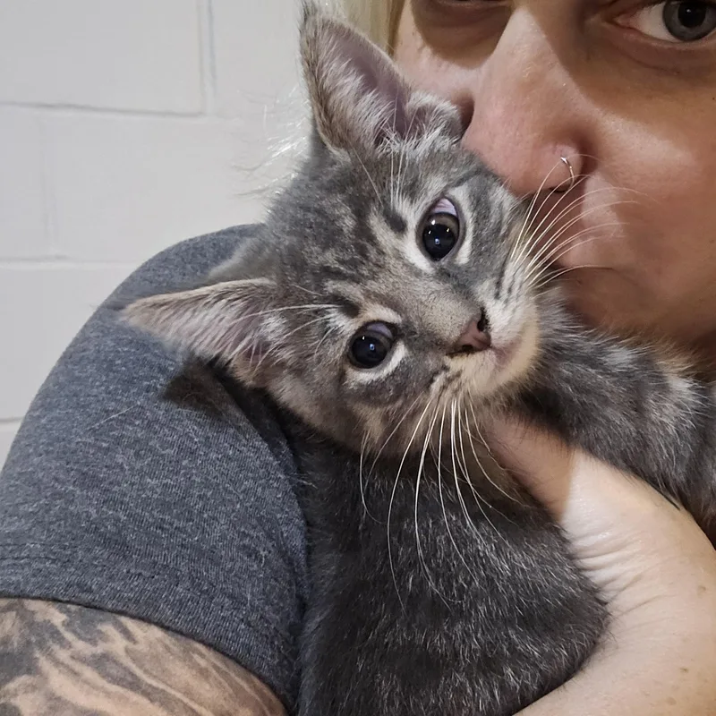 A baby medium-sized female Domestic Short Hair cat named Louise for adoption in East Canton, OH