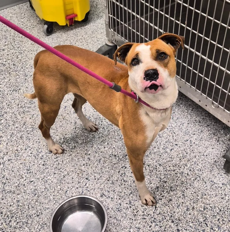 A young medium-sized female Terrier dog named Maisey for adoption in Athens, TN