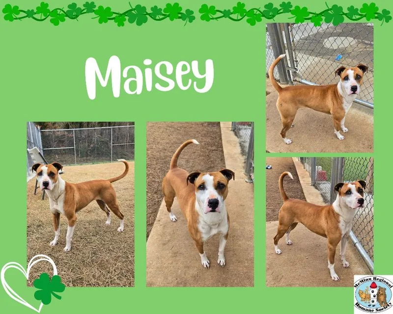 Maisey thumbnail 3