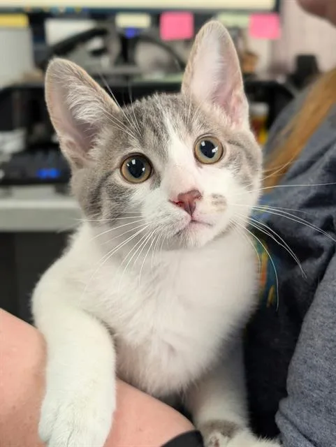 A baby small-sized male Domestic Short Hair cat named Cruz for adoption in Canfield, OH