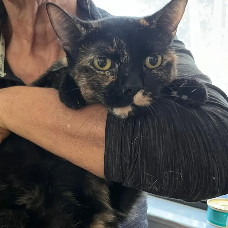 An adult small-sized female Tortoiseshell Domestic Short Hair cat named Maple for adoption in Boston, MA