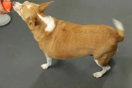 A young medium-sized female Cardigan Welsh Corgi dog named Freya for adoption in Picayune, MS