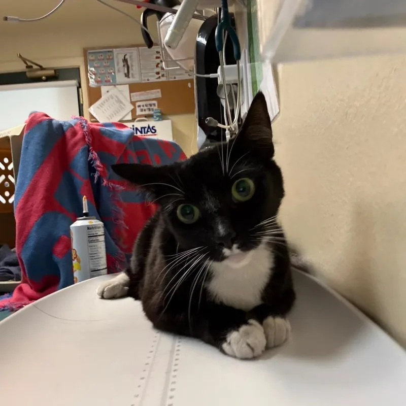 An adult medium-sized female Black Domestic Short Hair cat named Olivia for adoption in Pasadena, CA