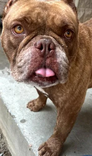 A baby small-sized female English Bulldog dog named Bubbles Babe for adoption in Jackson, LA