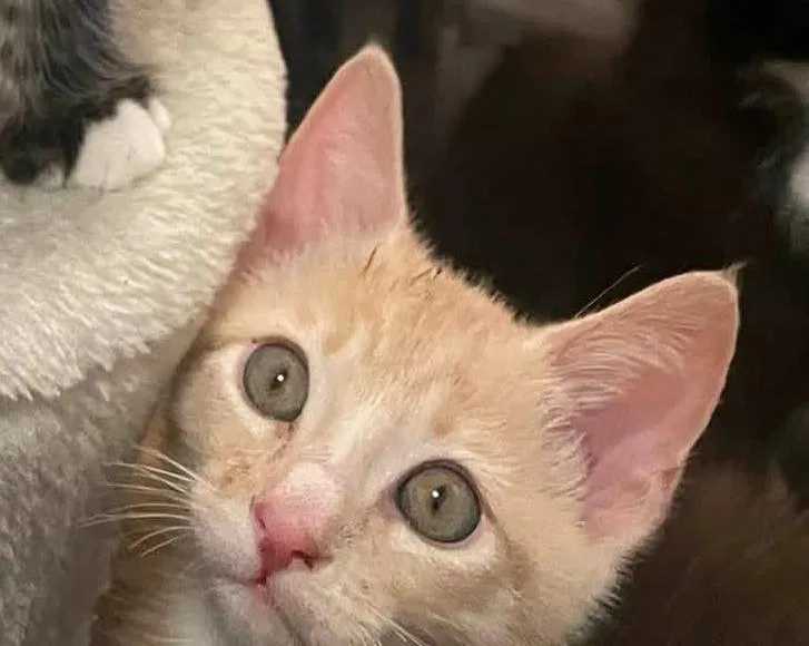 A baby small-sized male Buff / Tan / Fawn Domestic Medium Hair cat named Rocky for adoption in Santa Maria, CA