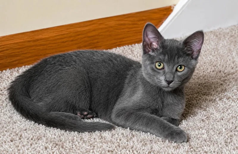 A baby small-sized female Gray / Blue / Silver Domestic Short Hair cat named Nebula for adoption in Greensburg, PA