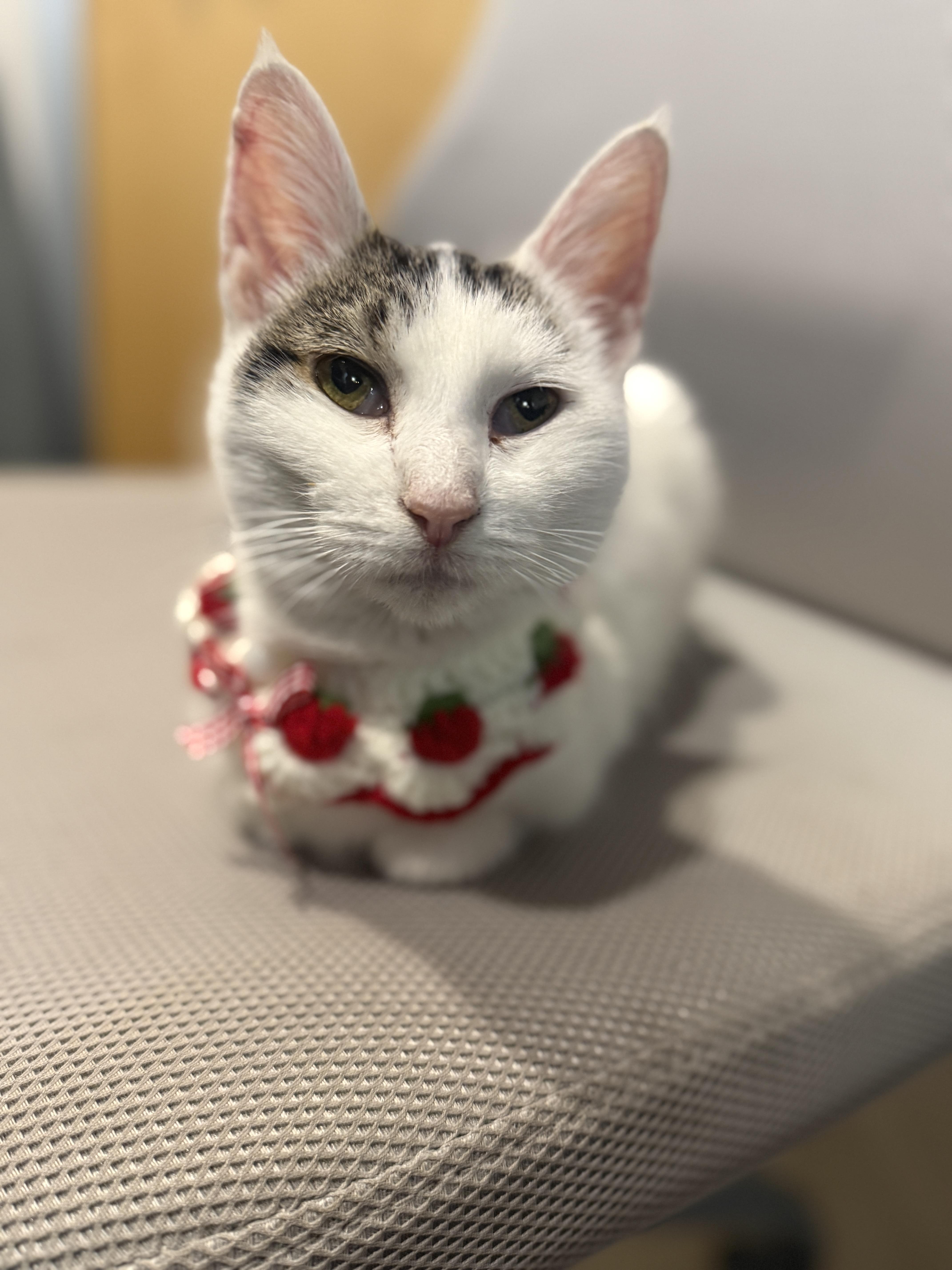 An adult medium-sized female Domestic Short Hair cat named Dorothy for adoption in Chicago, IL