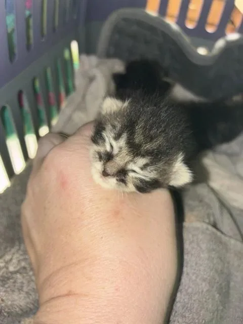 A baby small-sized female Domestic Short Hair cat named Shamrock for adoption in Ocala, FL