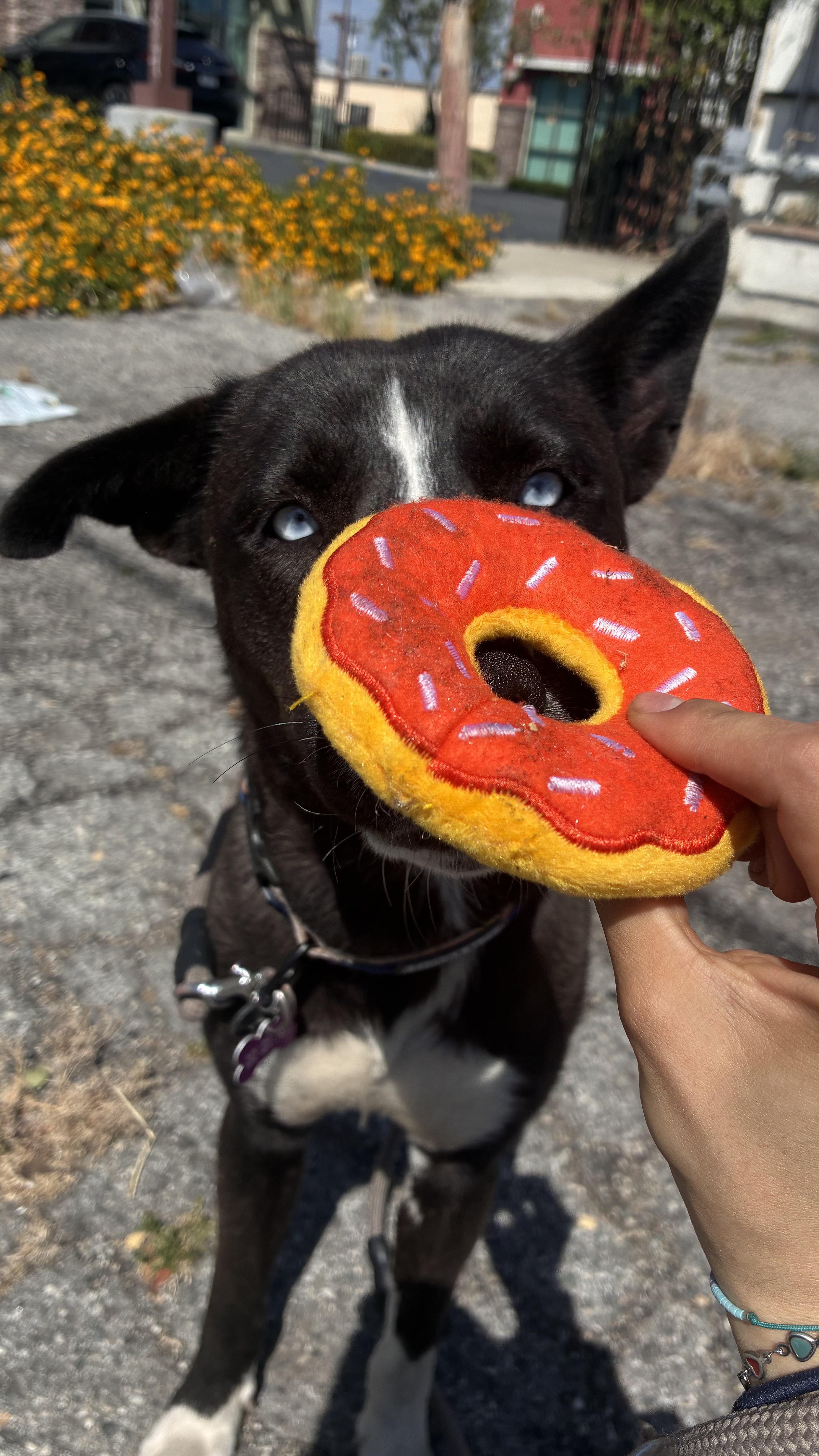 A young medium-sized female Black Husky dog named Holly for adoption in South El Monte, CA