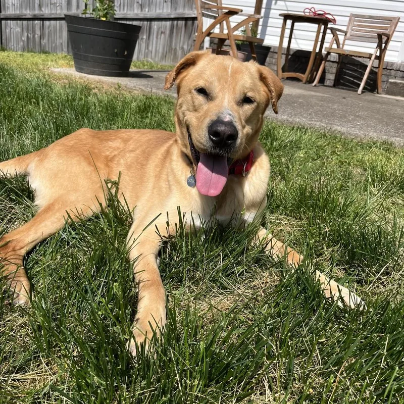 An adult medium-sized male Yellow / Tan / Blond / Fawn Labrador Retriever dog named Blooper for adoption in Nashville, TN