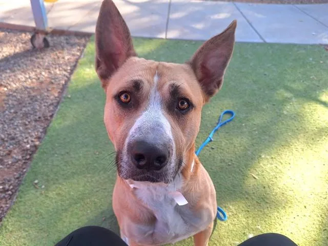 An adult large-sized male Pit Bull Terrier dog named Zoolander for adoption in Phoenix, AZ