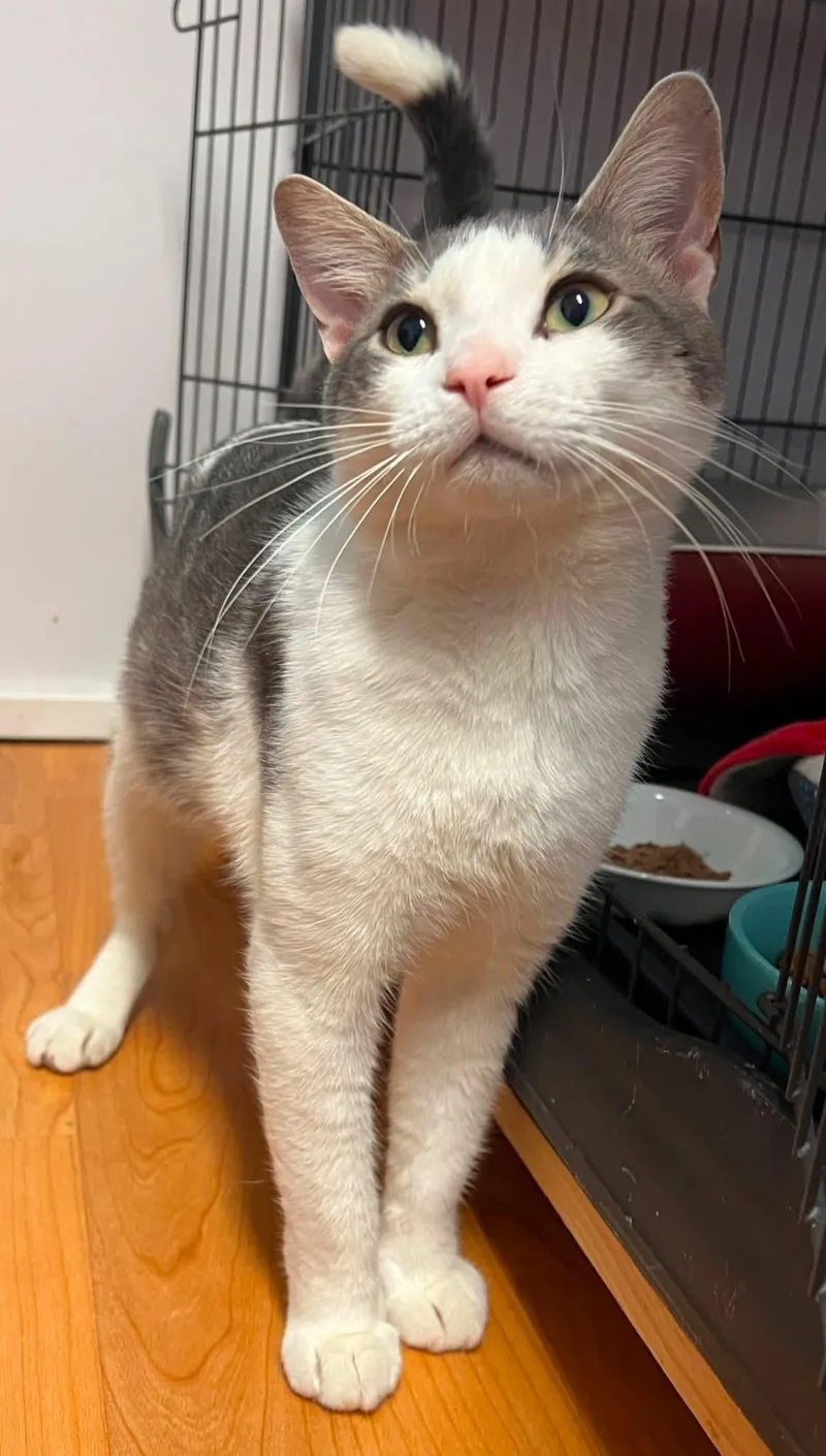 A young medium-sized male White Domestic Short Hair cat named Pretzel for adoption in New Britain, CT