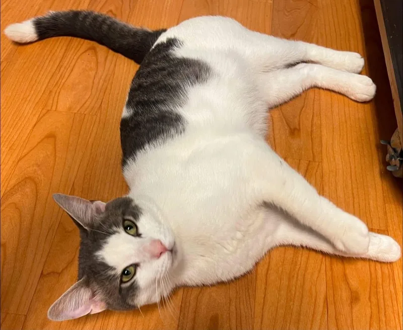 Pretzel thumbnail 3