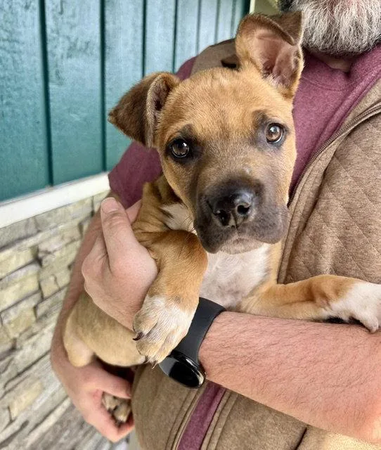 A baby large-sized male Boxer dog named Rowdy for adoption in Seattle, WA