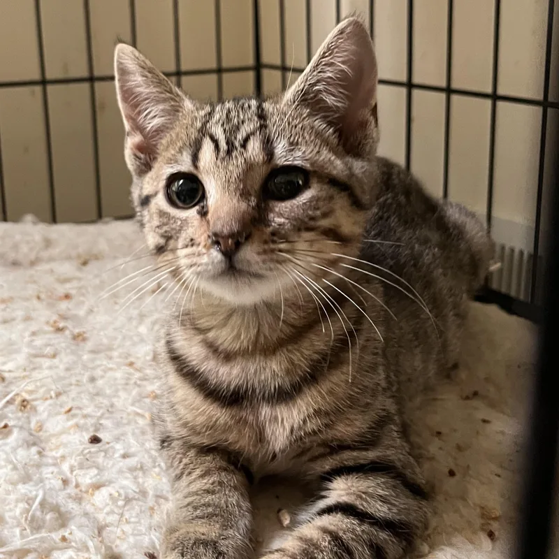 A baby medium-sized male Tabby (Brown / Chocolate) Domestic Short Hair cat named Murphy for adoption in Landenberg, PA