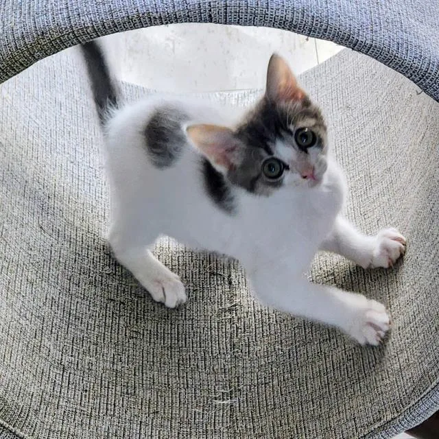 A baby small-sized female Domestic Short Hair cat named Jessie for adoption in Sacramento, CA