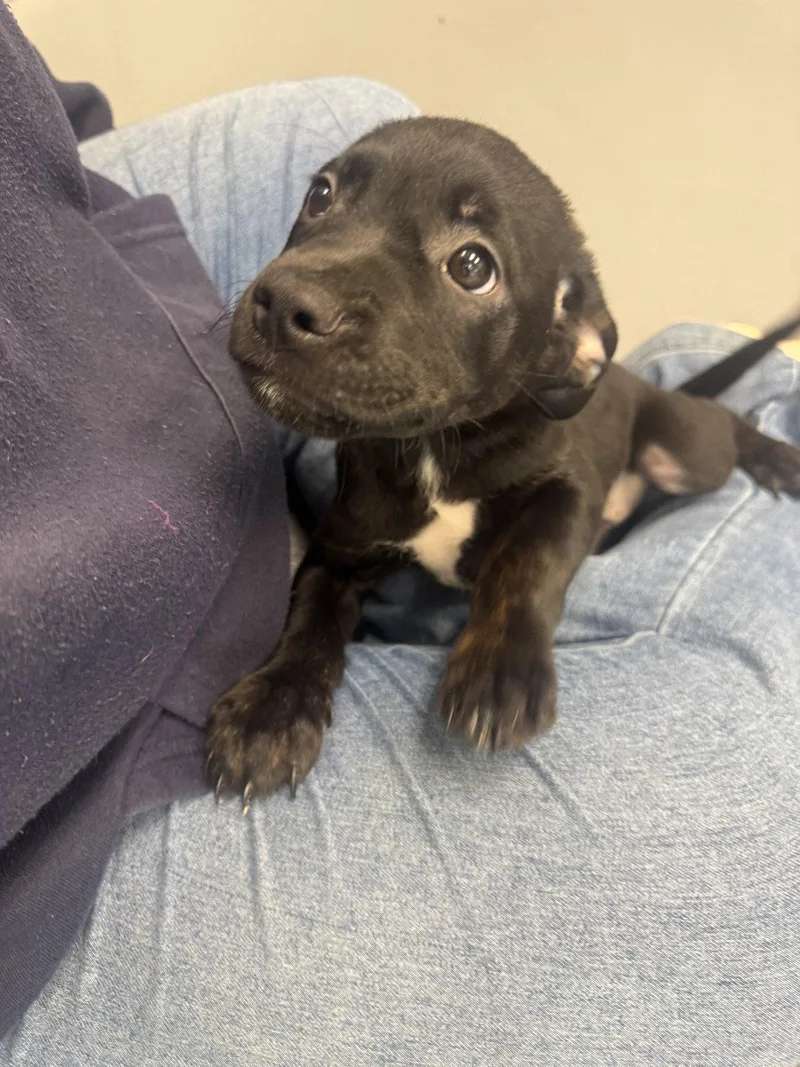 A young medium-sized female Labrador Retriever dog named Ruth for adoption in Hilton Head Island, SC
