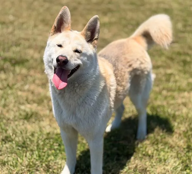 An adult large-sized female Siberian Husky dog named Petra for adoption in Fairfield, CA