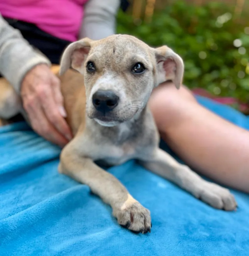 A baby small-sized female Mixed Breed dog named Cariba for adoption in Ellijay, GA