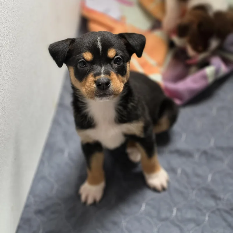 Bellatrix thumbnail 2