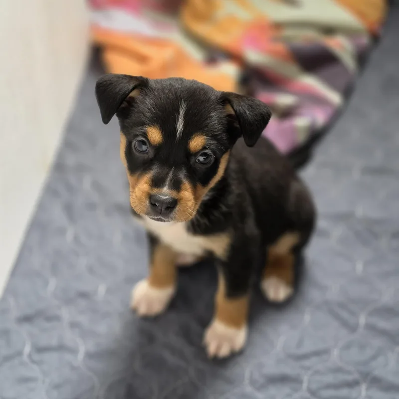 Bellatrix thumbnail 3