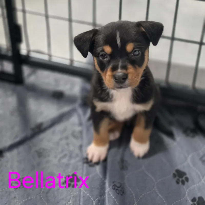 A baby medium-sized female Black Australian Shepherd dog named Bellatrix for adoption in Blairstown, NJ