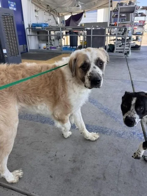 A young large-sized male Saint Bernard dog named Brownie for adoption in Bakersfield, CA